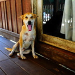 ,, One Young Pumpkin ,,