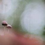 "I'm walking after you"