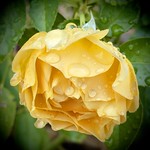 A little yellow rose in the rain