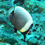 At the Black Hole dive site