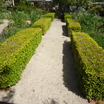 Clare Valley. The Duncan Heritage Rose Garden. Part of the French style herb garden. .