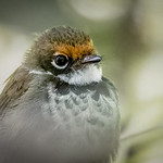 Rufous Fantail