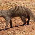 Banded Mongoose - Mungos mungo 260925 (7) F