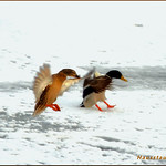 "almost landed" .............