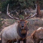 I&rsquo;M WALKING HERE!!