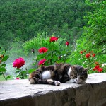 Queen Margherita di Savoia [[Explore]]