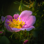 California Wild Rose