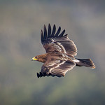 A Greater Spotted Eagle in flight over the forest