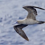 Red-footed Booby (Sula sula)