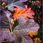 Oak leaf hydrangea color