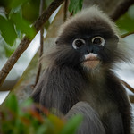 Dusky Leaf Monkey (Trachypithecus obscurus)