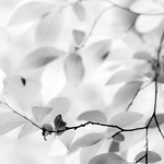 Spring Leaves Infrared