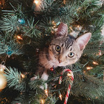 351/365 - Meowy Christmas!
