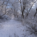 Walk into the Winter Wonderland