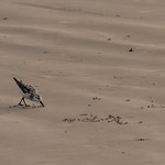 The Inspector of Crumbs