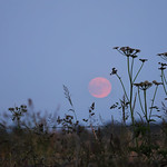 The Strawberry Moon