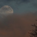 Wolf Supermoon (2)