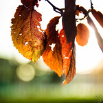 Climate change, COP21