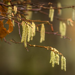 Hazel Catkins