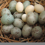 Finch and Canary eggs