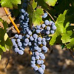 Vinegrapes 002