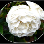 P1120723-005 Snow White 2