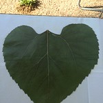 Giant heart shaped sunflower leaves.