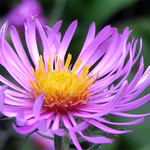 Aster
