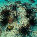 Sea urchin