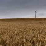Stormy wheat