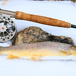 brown trout at Trout Run Creek near Decorah IA 854A3230