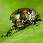Japanese Beetle