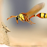A Potter Wasp