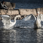 Ringside seat to Swan Lake (revised)