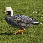 Emperor Goose