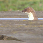 Stoat ( Waiting for a train )
