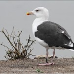 JE410 go&eacute;land marin