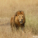 The lion (Panthera leo)...Serengeti Tz