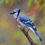 Blue Jay