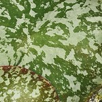 Hoya imbricata leaves