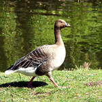 Pink-footed goose
