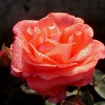Winter Rose :-)