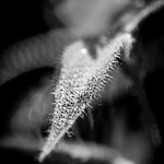 &copy; DamianiFoto.com