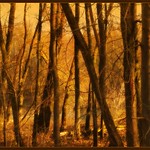 a sunny winter day into the forrest