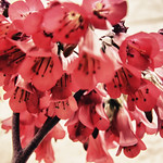 my first flower in hdr