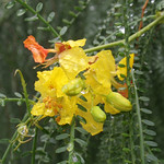 Yellow tropical flower