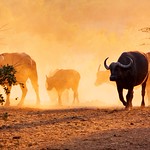 Cape Buffalos at Kruger Park