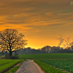 Through the fields