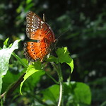 Cethosia biblis - Red Lacewing
