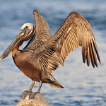 Chest out, wings back...morning stretches everyone!